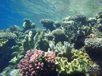 グレートバリアリーフ 美しいサンゴ礁